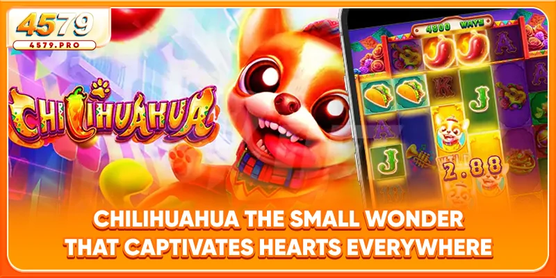 Chilihuahua - The Small Wonder That Captivates Hearts Everywhere
